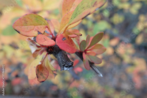 colorful branch of a bush with small leavesin the autumn photo