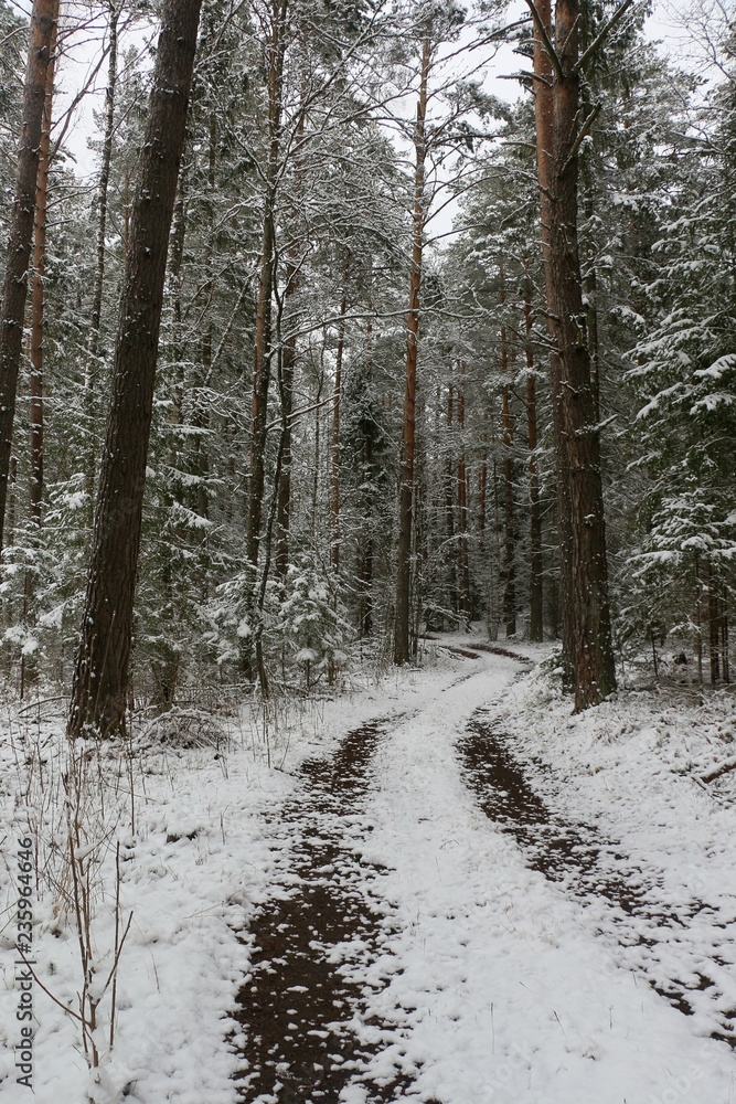 Snow-covered forest in the village in the early morning. Snow-covered forest in the village in the early morning.