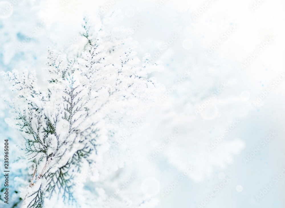 Obraz premium Branch with snow and a natural background