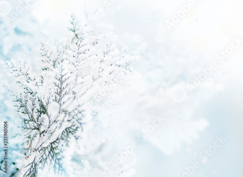 Branch with snow and a natural background