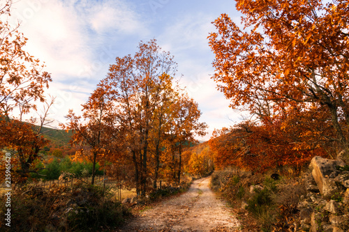 Camino de tierra entre robles con colores de otoño