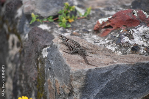 A lizard warming up on a stone.