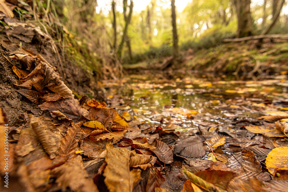 Longoz forests are rare ecosystems. The main condition for the continuity of this ecosystem is the constant existence of abundant water. The longs are only found in Amazon, Africa, Congo  and İğneada.