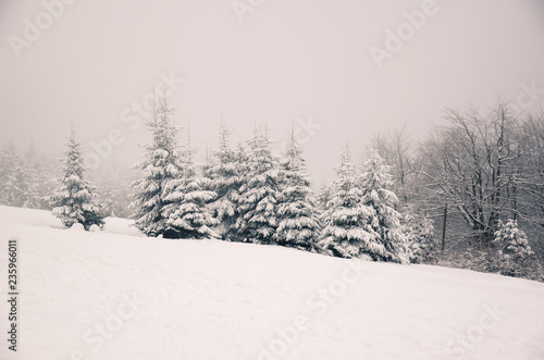 winter atmosphere in forest © katarinagondova