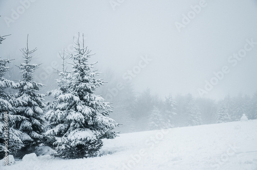 pine trees in winter time