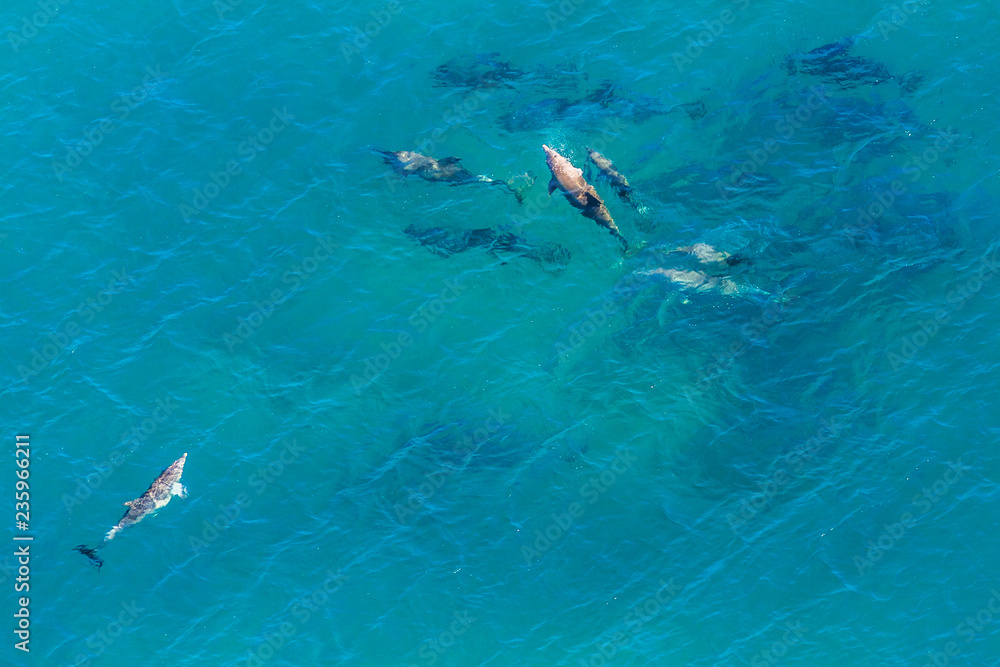 Obraz premium Widok z lotu ptaka na grupę wielorybów w St Lucia w RPA, jednym z najpopularniejszych miejsc na safari. Obserwacja wielorybów podczas migracji. Skopiuj miejsce. Tło morze natura.