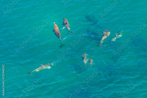 Blue sea background. Aerial view of group of whales in St Lucia, South Africa, one of the top Safari Tour destinations. Whale watching during migration. Copy space.