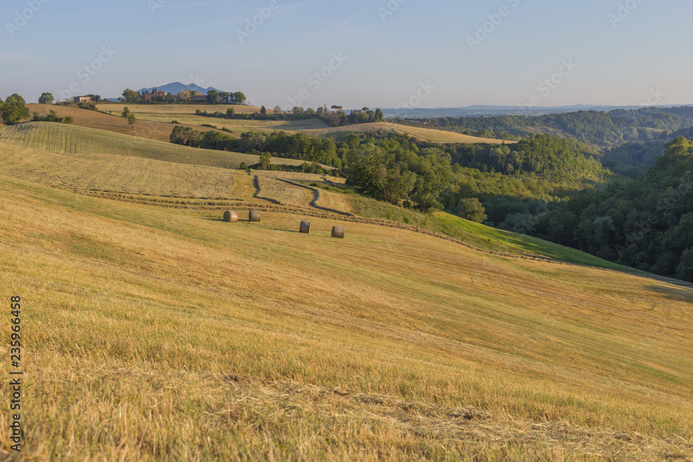 Obraz premium Green cultivated land in the low sabina