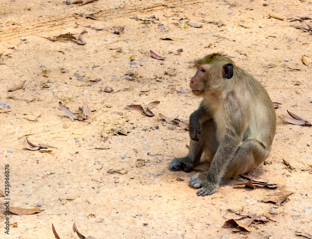 Portrait of a pensive wild monkey in profile. Monkey sitting on dusty soil, Cambodia