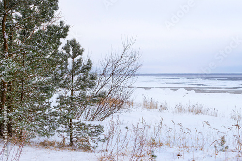 Winter day on snowy shore of Narva Bay. Snow on ice of frozen Finnish gulf. Narva-Joesuu resort town in Estonia in Ida-Virumaa. Severe Northern winter and snowy weather. Pine forest, pinewood