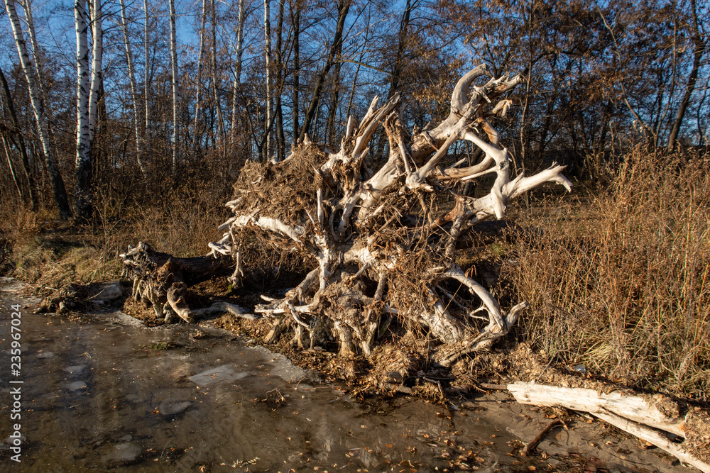 Obraz premium a broken tree root on the sunset