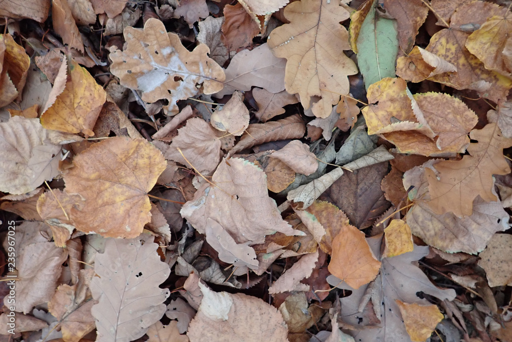 autumn fallen leaves on the ground