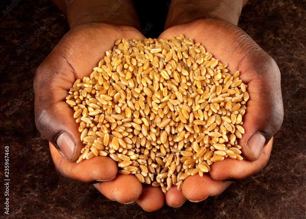 MAN'S HANDS HOLDING WHEAT KERNELS MAN'S HANDS HOLDING WHEAT KERNELS