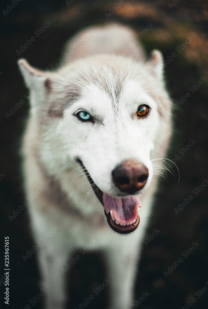 Rare husky sales