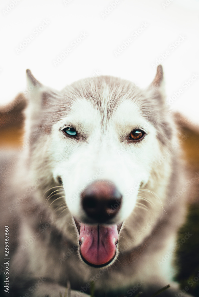 Cute White and Brown Siberian Husky Dog with Amazing Rare Colorful Eyes One Blue and One Brown Laying Down in Grass with Tongue Sticking Out of Mouth Smiling at Camera Beautiful 