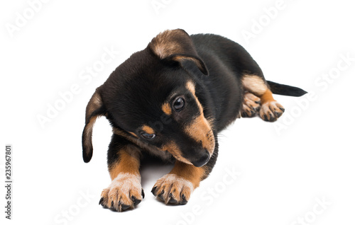 dachshund dog isolated