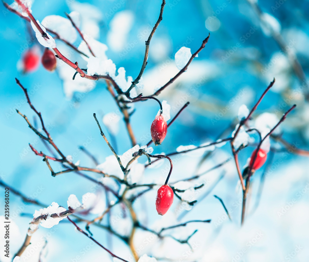 Fototapeta premium red rose hips in the winter garden covered with white fluffy frost