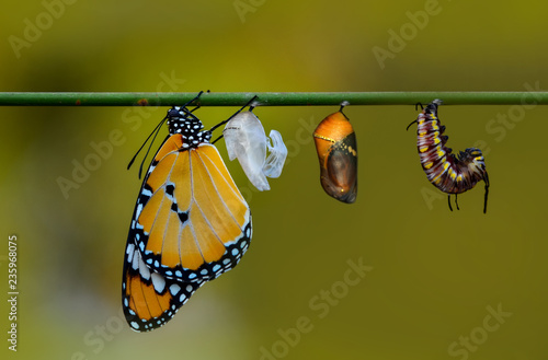 Differing stages of life from caterpillar to cocoon to butterfly © blackdiamond67