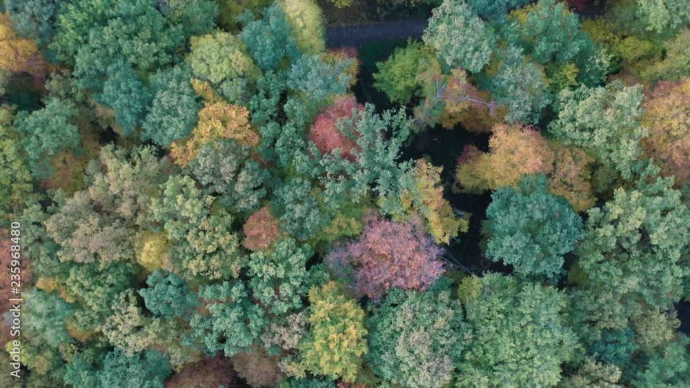 Bunter Herbstwald von oben, Video Überflug mit Drohne Bunter Herbstwald von oben, Video Überflug mit Drohne