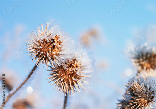 dry prickly dog rose plant covered with shiny snow crystals and hoarfrost in the winter