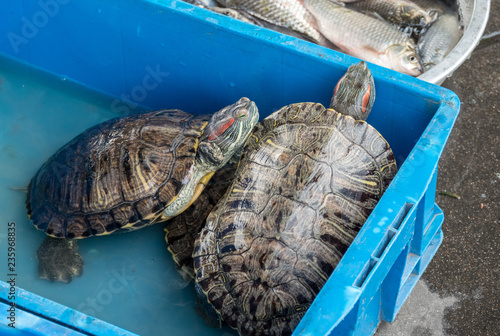 Turtles for sale from RIver Haihe in Tianjin photo