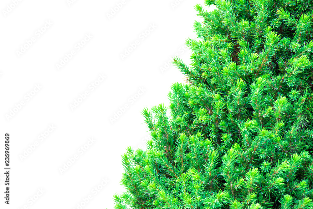 Christmas tree isolated on a white background without any decorations.