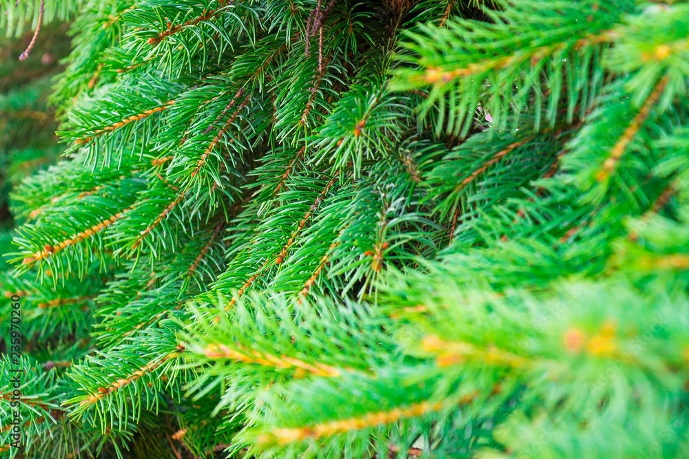 Beautiful spiky green spruce branches as background Beautiful spiky green spruce branches as background