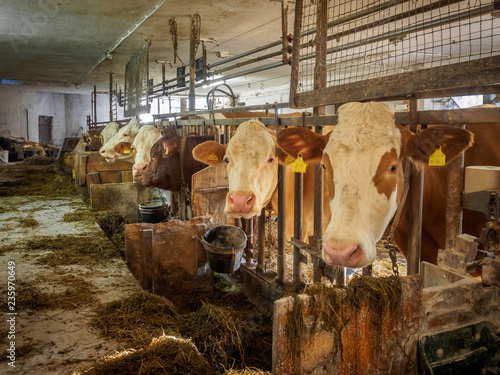 Milk cows at a small austrian dairy farm waiting for feed