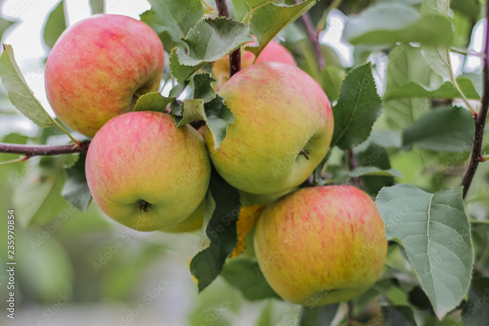 view of ripe red apples on a tree branch view of ripe red apples on a tree branch