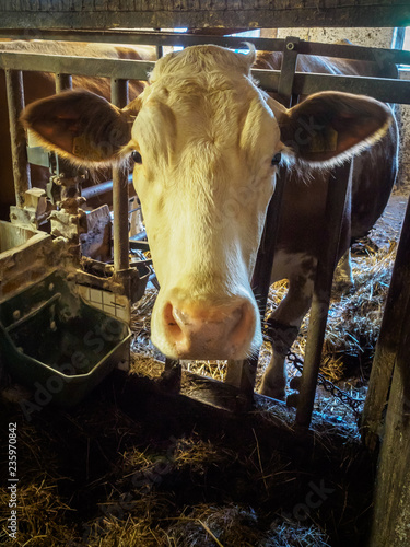 Milk cows at a small austrian dairy farm waiting for feed photo