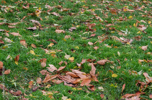 Hojas caídas/ hojas secas caidas sobre una verde pradera en un parque en Madrid. España. photo