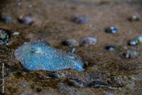 Una lumaca di mare, Ecuador photo