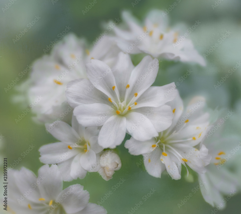 Fototapeta premium White Flowers