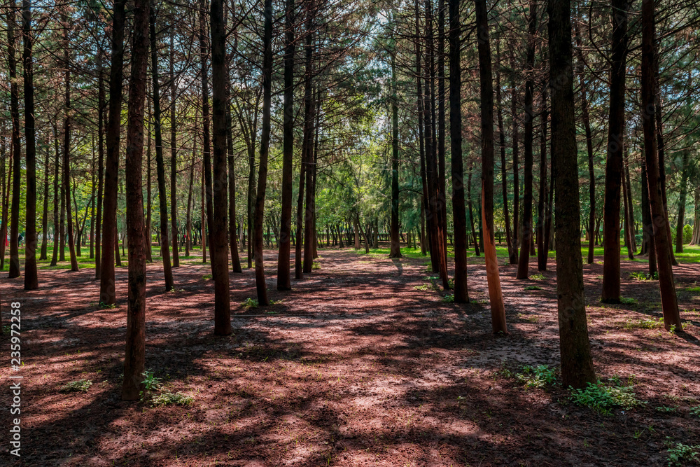 Fototapeta premium Trees in a public park