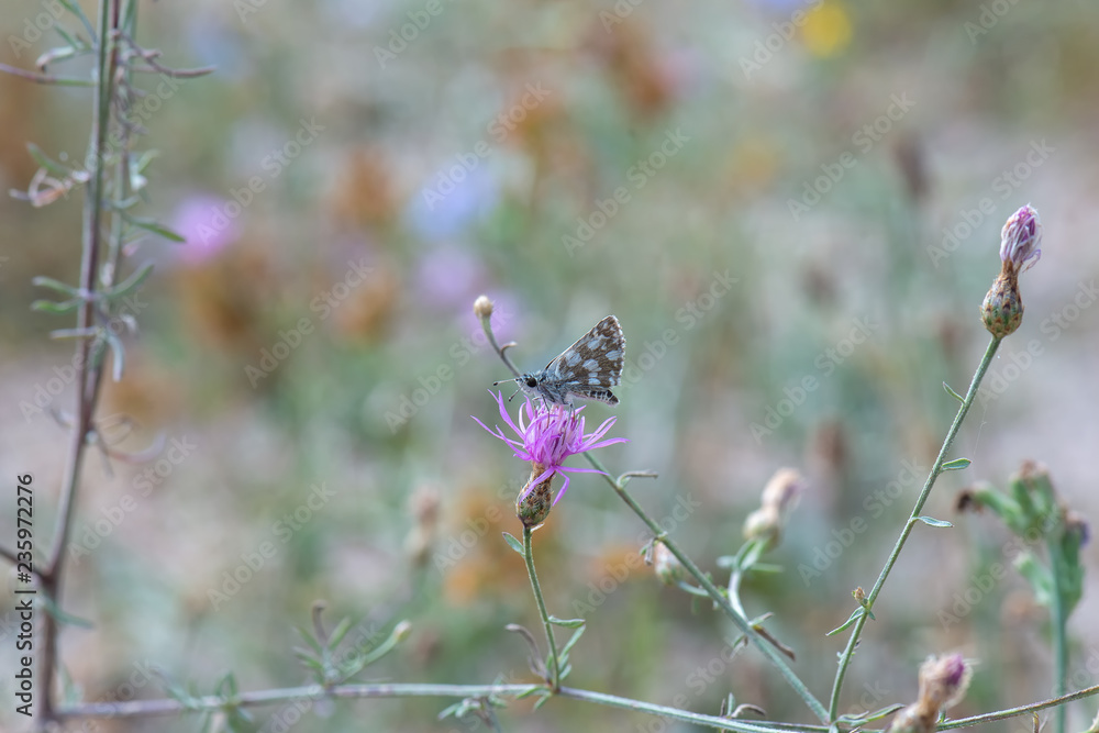Hesperiidae / Kızıl Zıpzıp / / Spialia orbifer Hesperiidae / Kızıl Zıpzıp / / Spialia orbifer