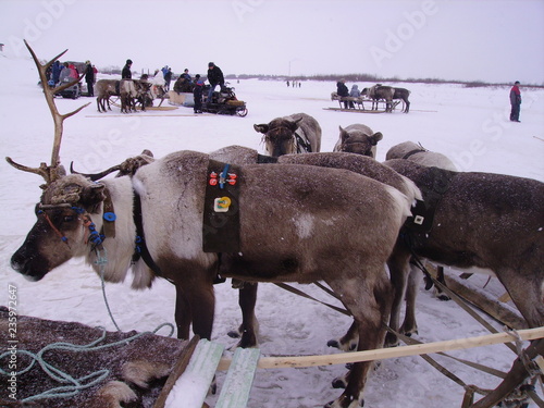 Deer competition in the North