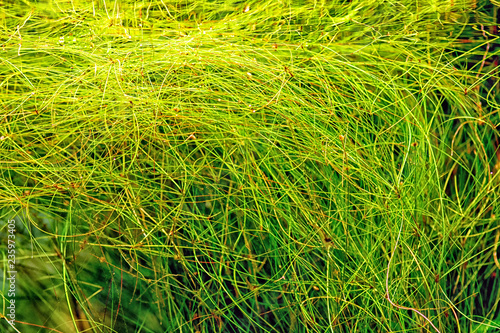 Aquarium plant Umbrella hairgrass (Eleocharis vivipara) shot in aquarium. photo