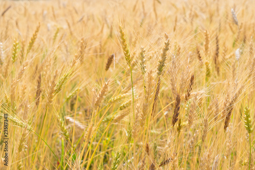 Yellow wheat fields © Julia