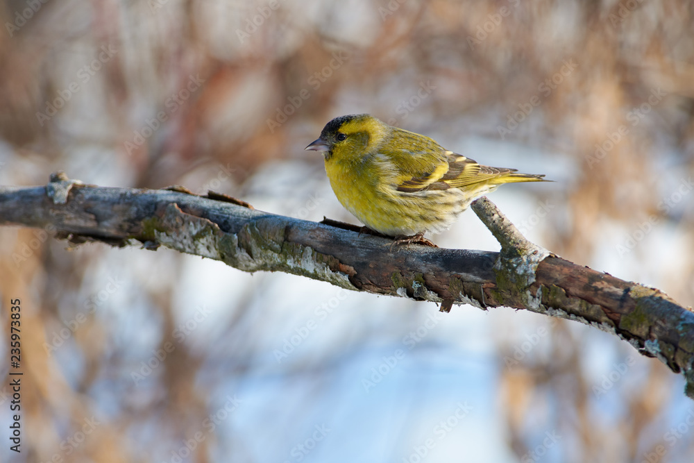 Siskin sits on a branch with flaky bark on the background of bushes.