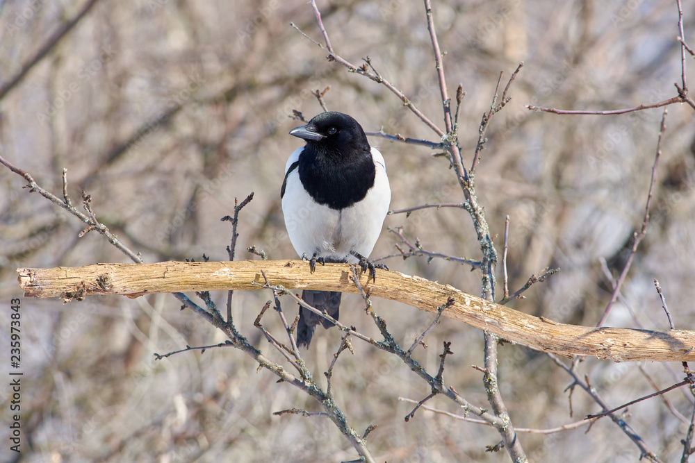 Eurasian magpie sits on an oak branch on the edge of a clearing in a forest park. Eurasian magpie sits on an oak branch on the edge of a clearing in a forest park.