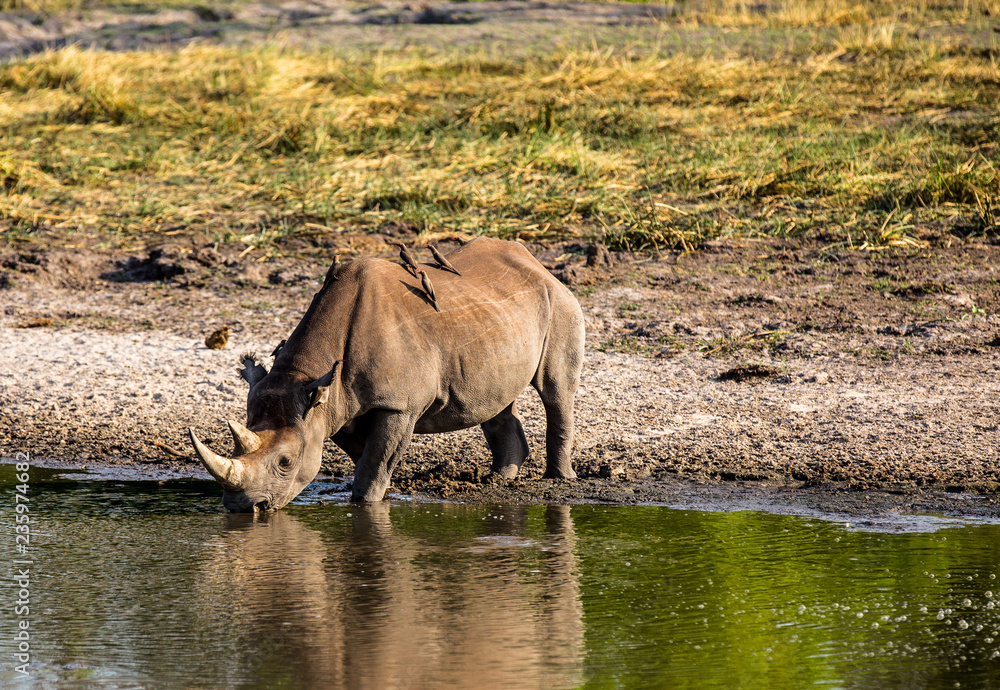 Fototapeta premium A white rhino drinking in a lake