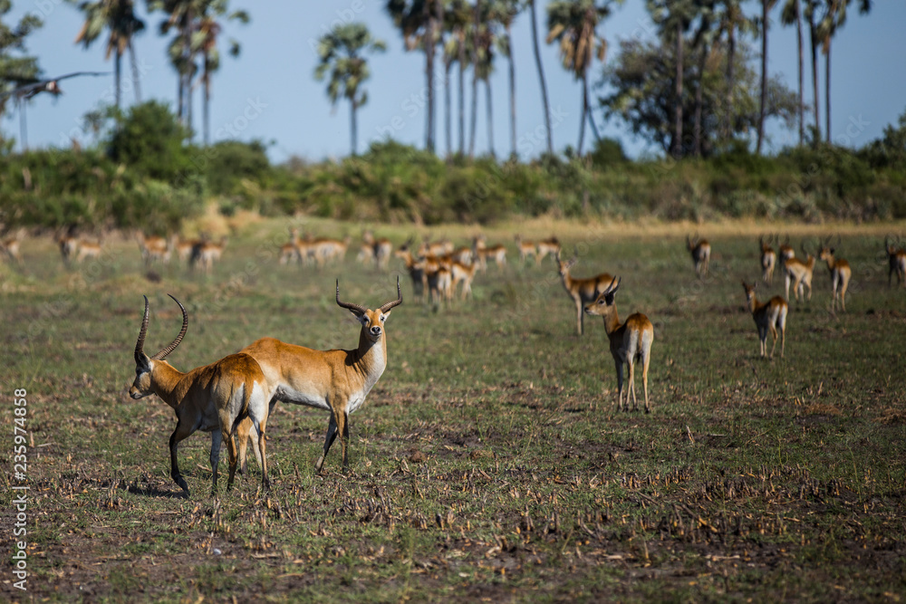 Fototapeta premium Herd of antelopes