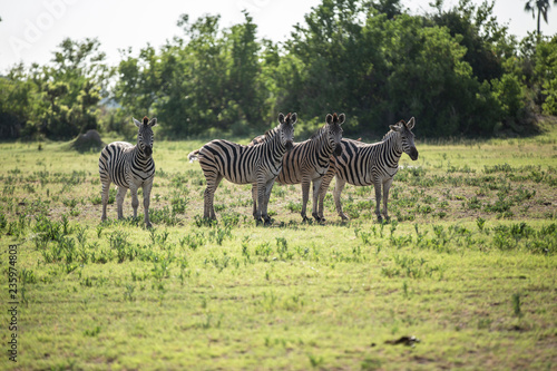 Herd of zebras in the African jungle
