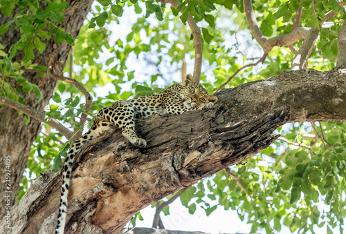 Leopard climbed a tree