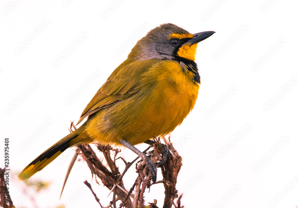 Fototapeta premium Bokmakierie