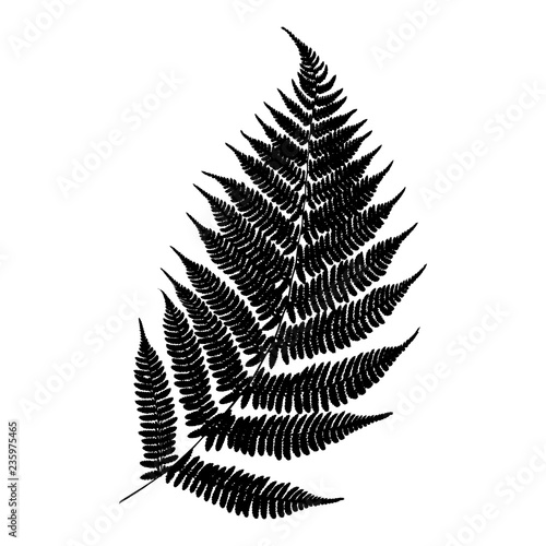 Vector fern silhouette . Black isolated print of fern leaf on the white background.