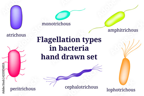 Hand drawn microbiology set. Arrangements of flagellation types bacterial microorganism.