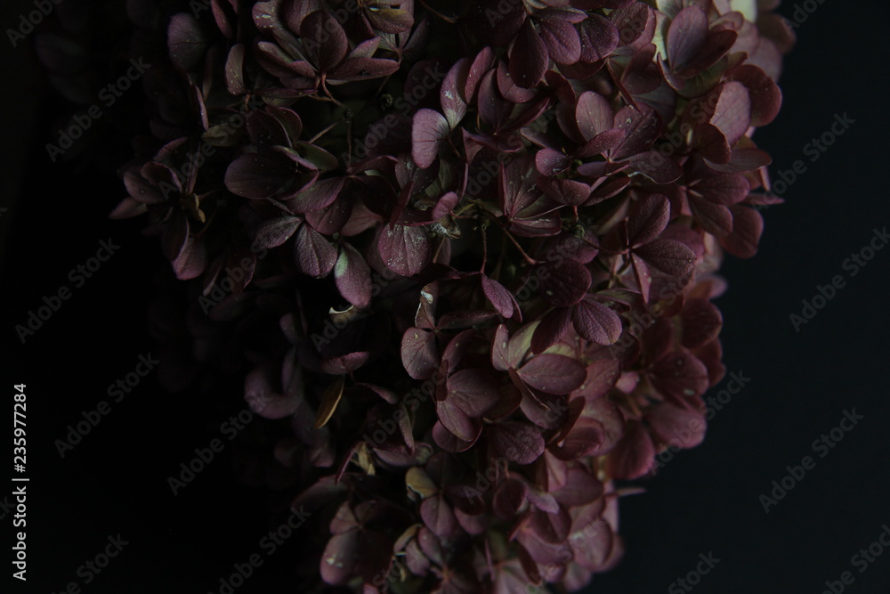 Purple Hydrangea Close-up on Black Background