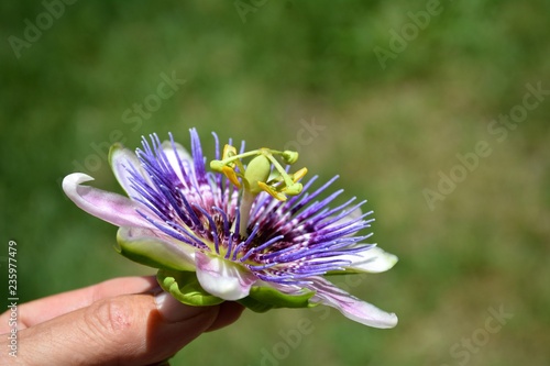 Closeup of passiflora blossom or passion flower being held by finger tips 