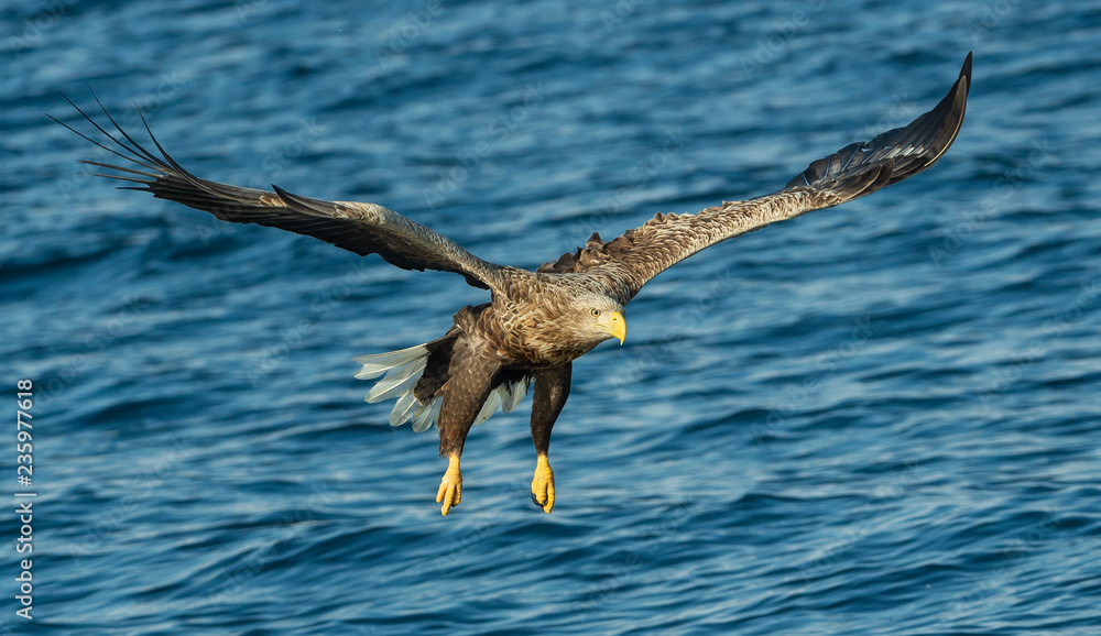 Adult White-tailed eagles fishing. Blue Ocean Background. Scientific name: Haliaeetus albicilla, also known as the ern, erne, gray eagle, Eurasian sea eagle and white-tailed sea-eagle. Adult White-tailed eagles fishing. Blue Ocean Background. Scientific name: Haliaeetus albicilla, also known as the ern, erne, gray eagle, Eurasian sea eagle and white-tailed sea-eagle.